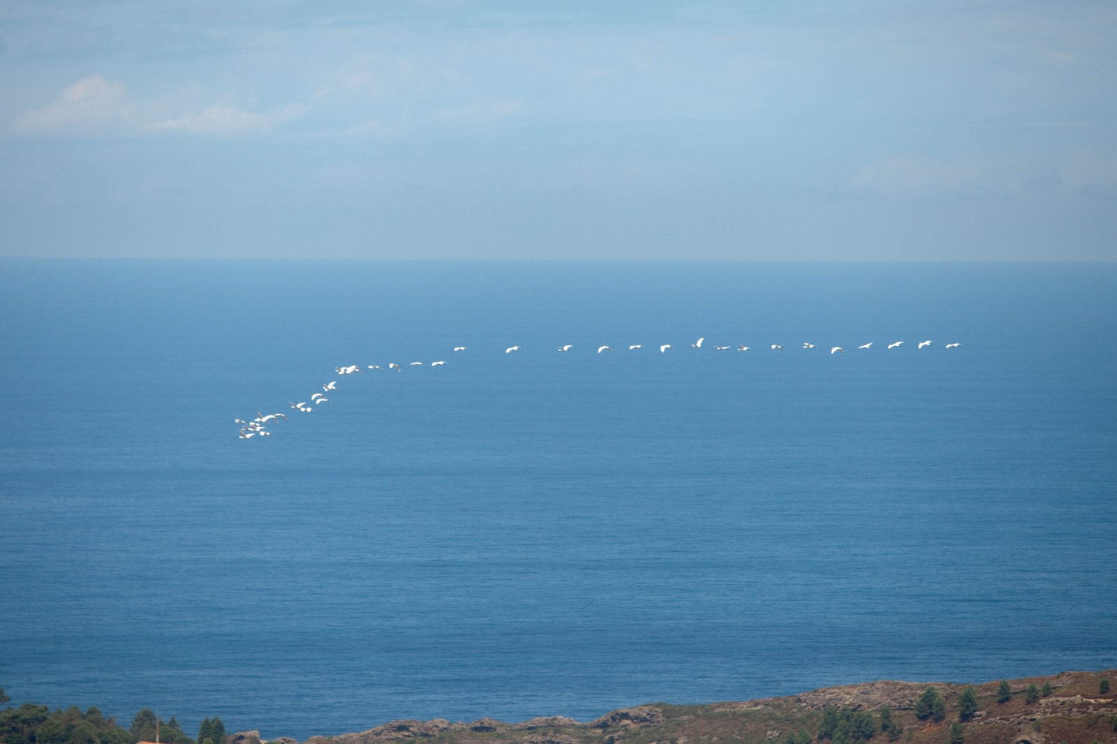 V-Formation and Communication (image credits: wikimedia)