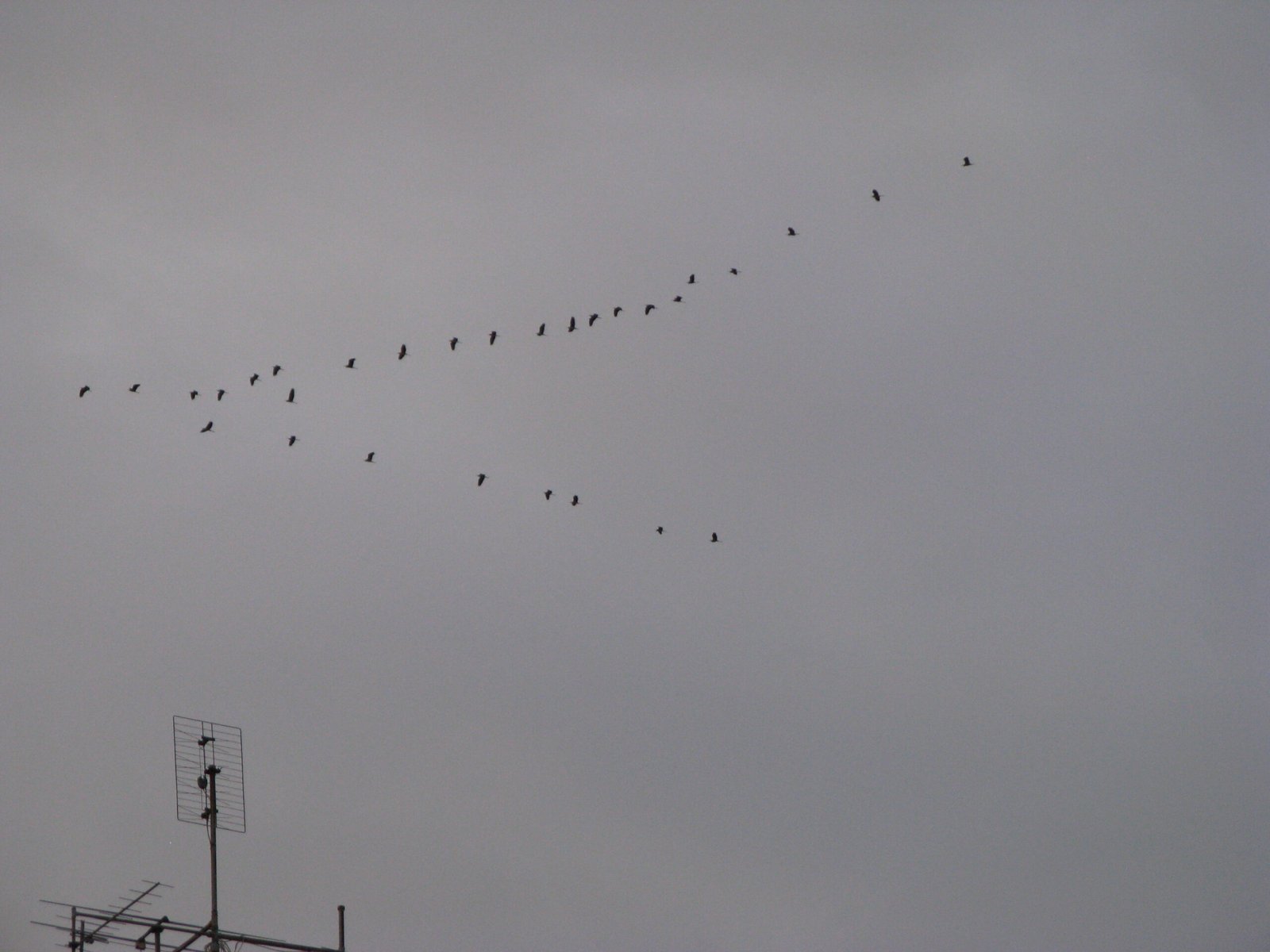 The Role of Leadership and Rotation (image credits: wikimedia)