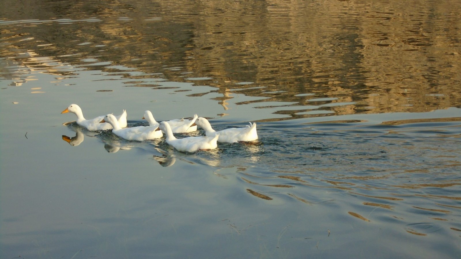 V-Formation in Extreme Conditions (image credits: wikimedia)