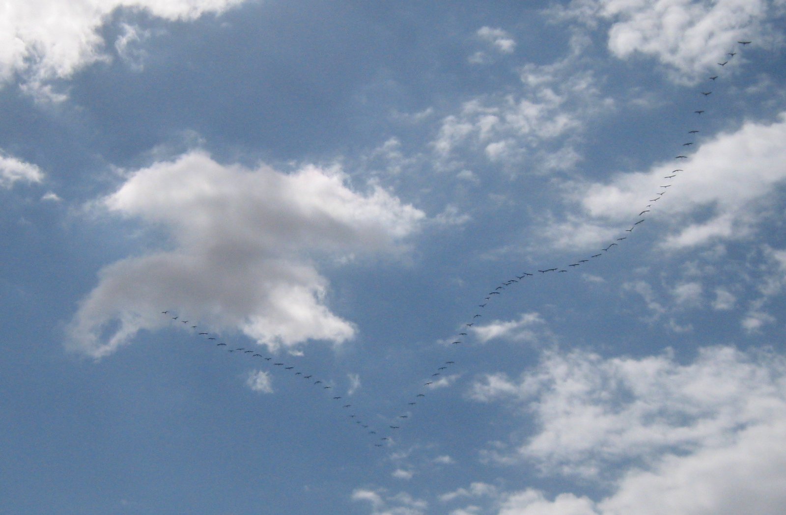 The Evolutionary Journey to Perfection (image credits: wikimedia)