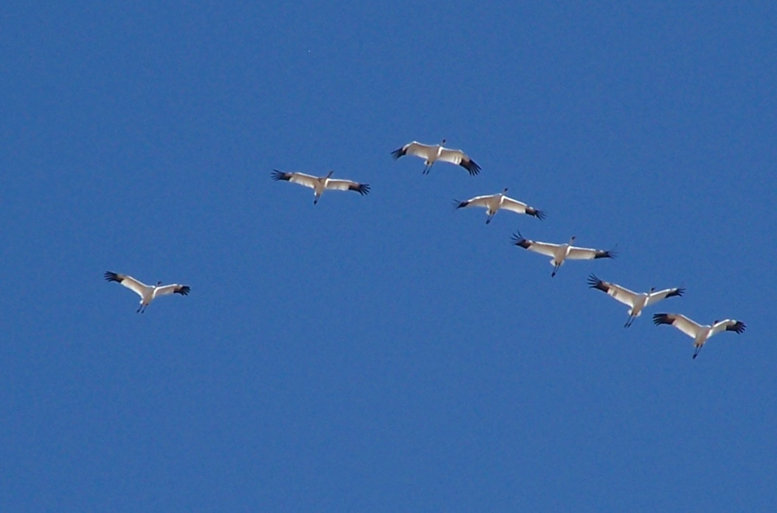 Challenges and Limitations of Formation Flight (image credits: wikimedia)