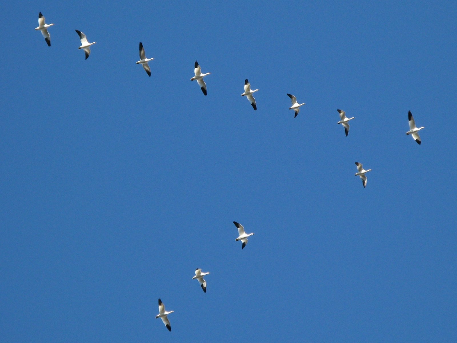 What the V-Formation Teaches Us About Ourselves (image credits: wikimedia)