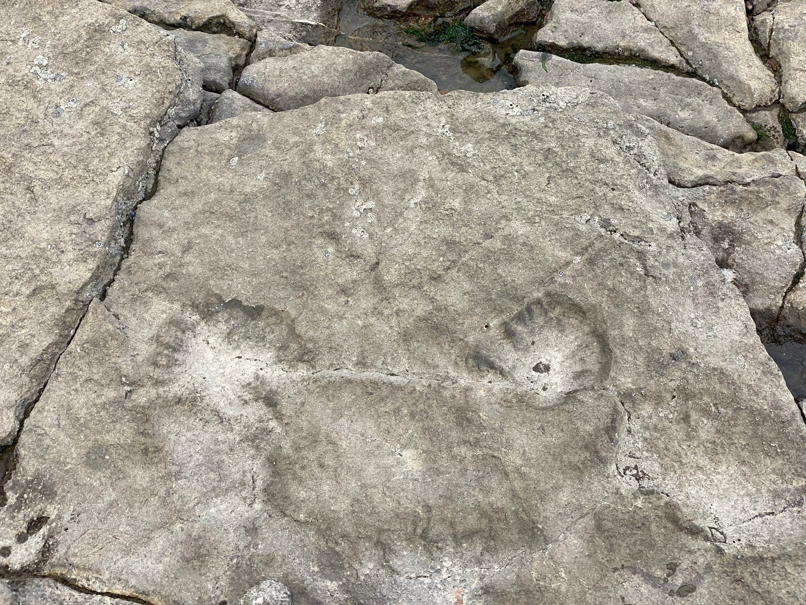 What Do the Footprints Tell Us? (image credits: wikimedia)