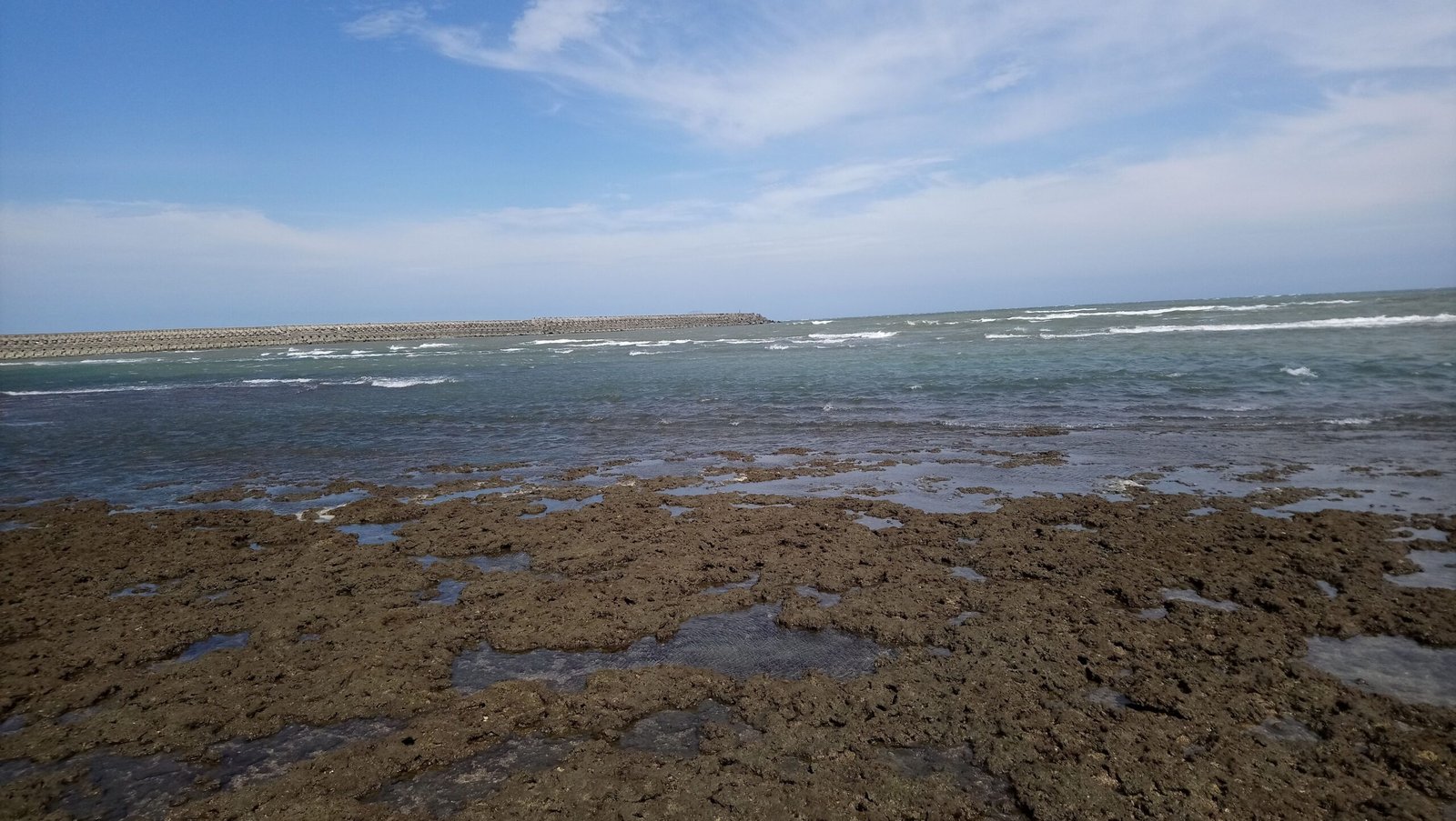 Impact on Ecosystems and Wildlife (image credits: wikimedia)