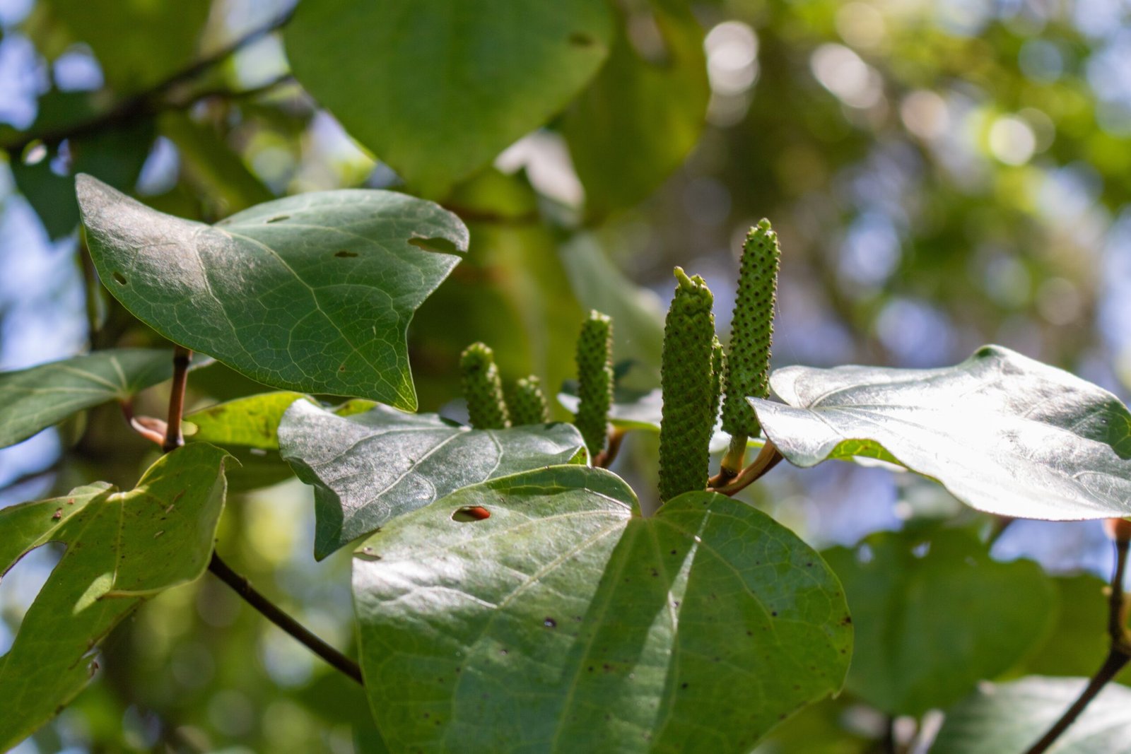 Kawakawa: The Heartleaf for Healing (image credits: wikimedia)