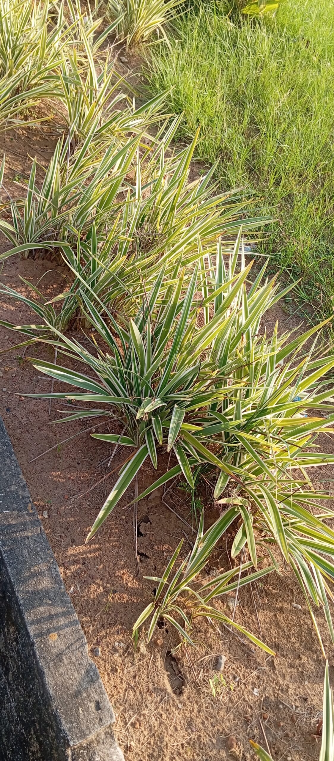 Harakeke: New Zealand Flax for Skin and Spirit (image credits: wikimedia)