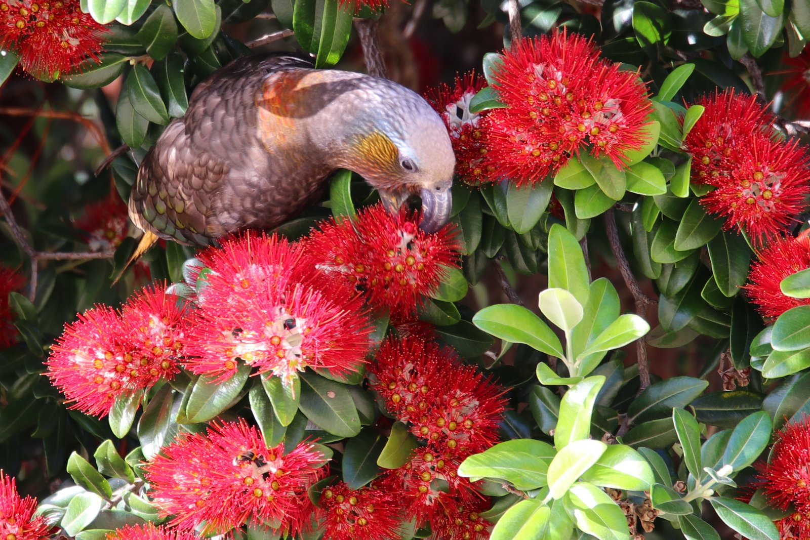 Rātā: The Scarlet Blossom and Blood Purifier (image credits: wikimedia)