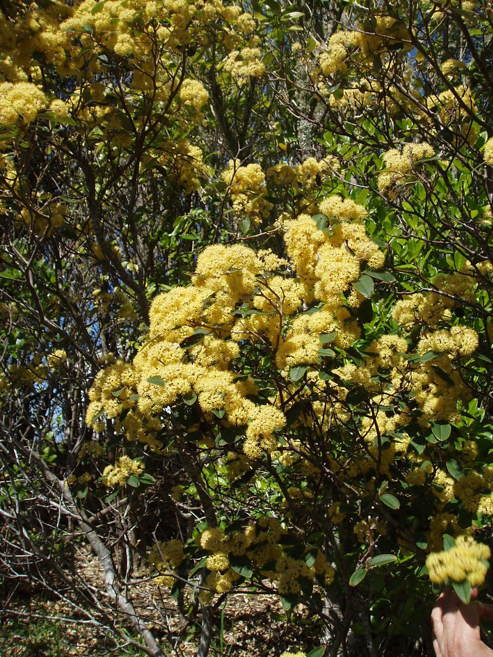 Kumarahou: Nature’s Lung Tonic (image credits: wikimedia)