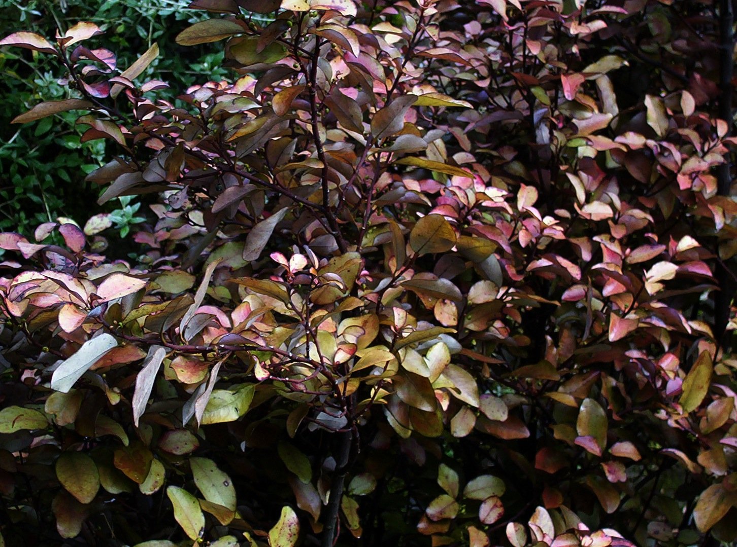 Horopito: The Peppery Protector (image credits: wikimedia)