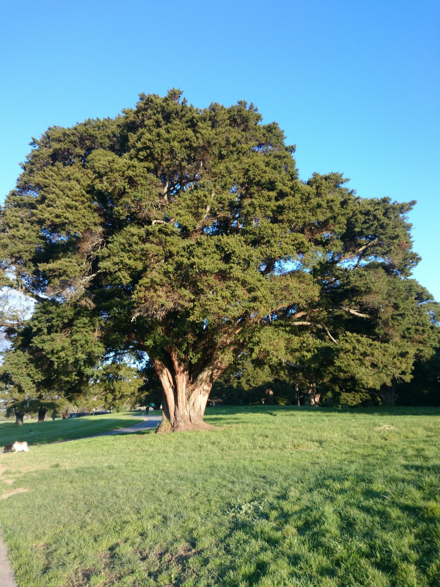 Tōtara: The Ancient Guardian Tree (image credits: wikimedia)