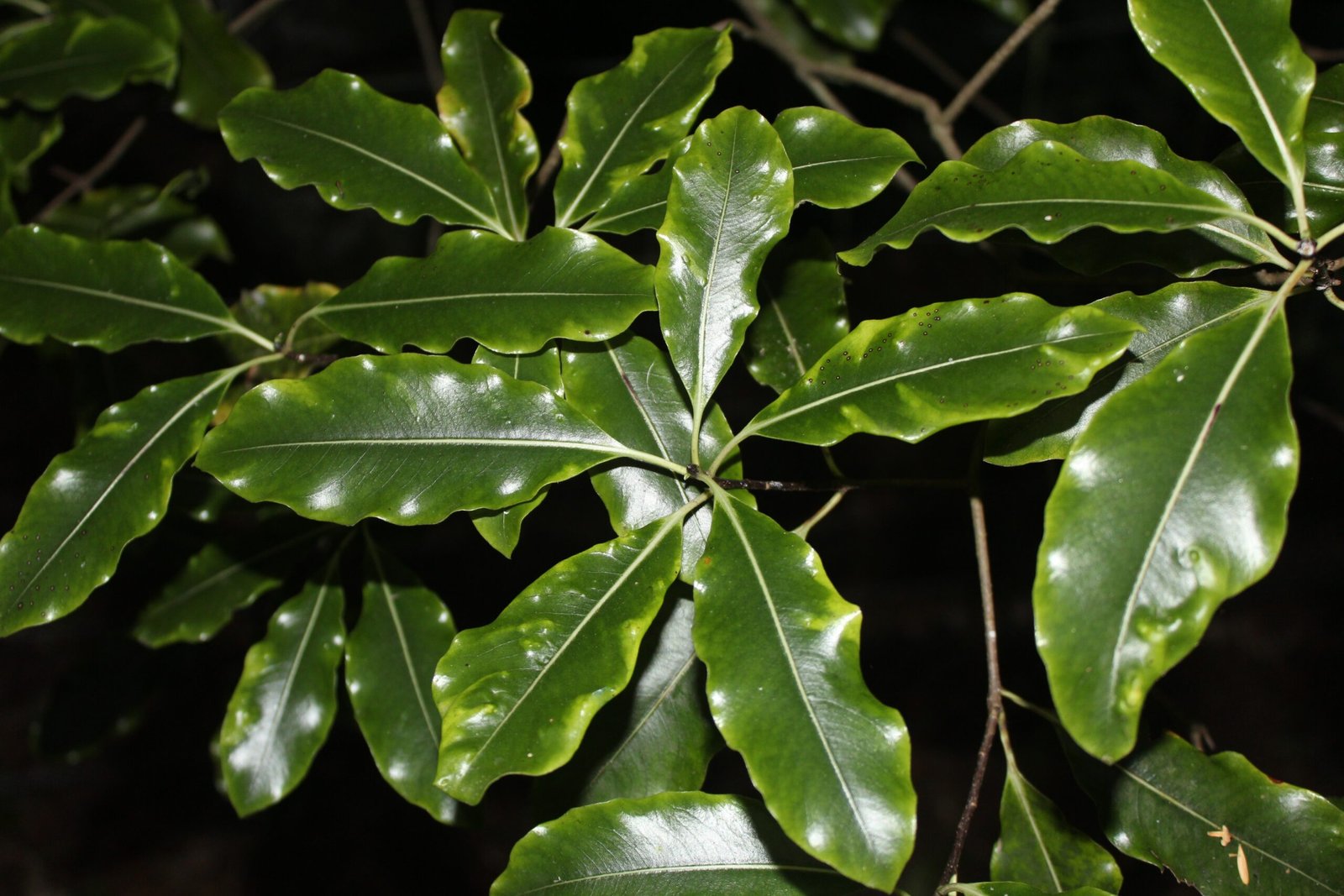 Tarata: The Scented Balm (image credits: wikimedia)