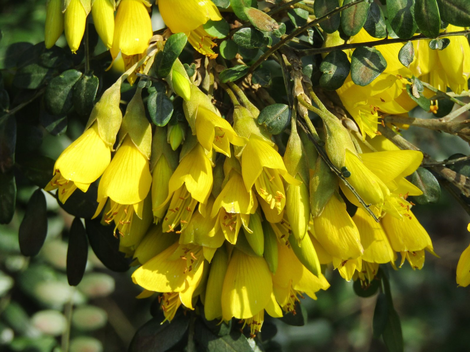 Kōwhai: The Golden Flower of Renewal (image credits: wikimedia)