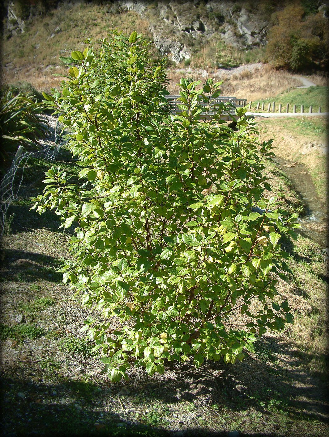 Makomako: The Tree for Fevers (image credits: wikimedia)