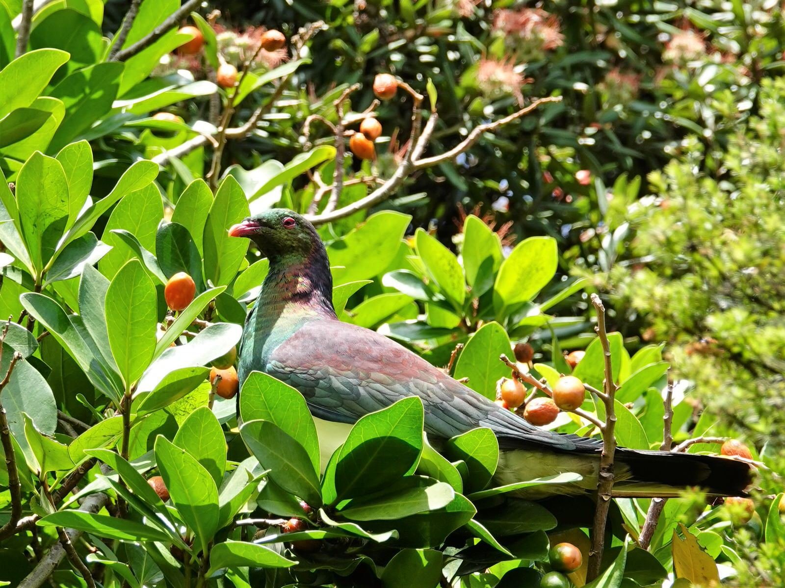 Karaka: The Paradoxical Provider (image credits: wikimedia)