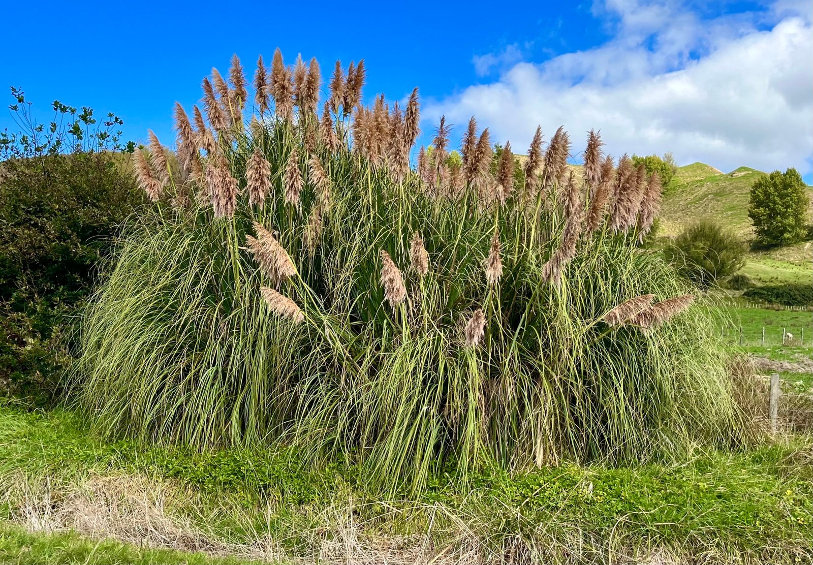 Toetoe: Nature’s Antiseptic Brush (image credits: wikimedia)