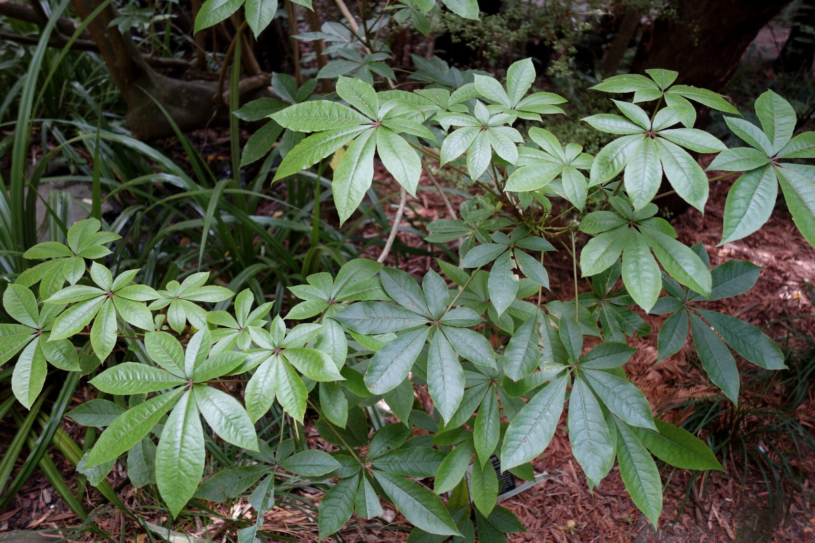 Patē: The Bush Doctor’s Secret (image credits: wikimedia)