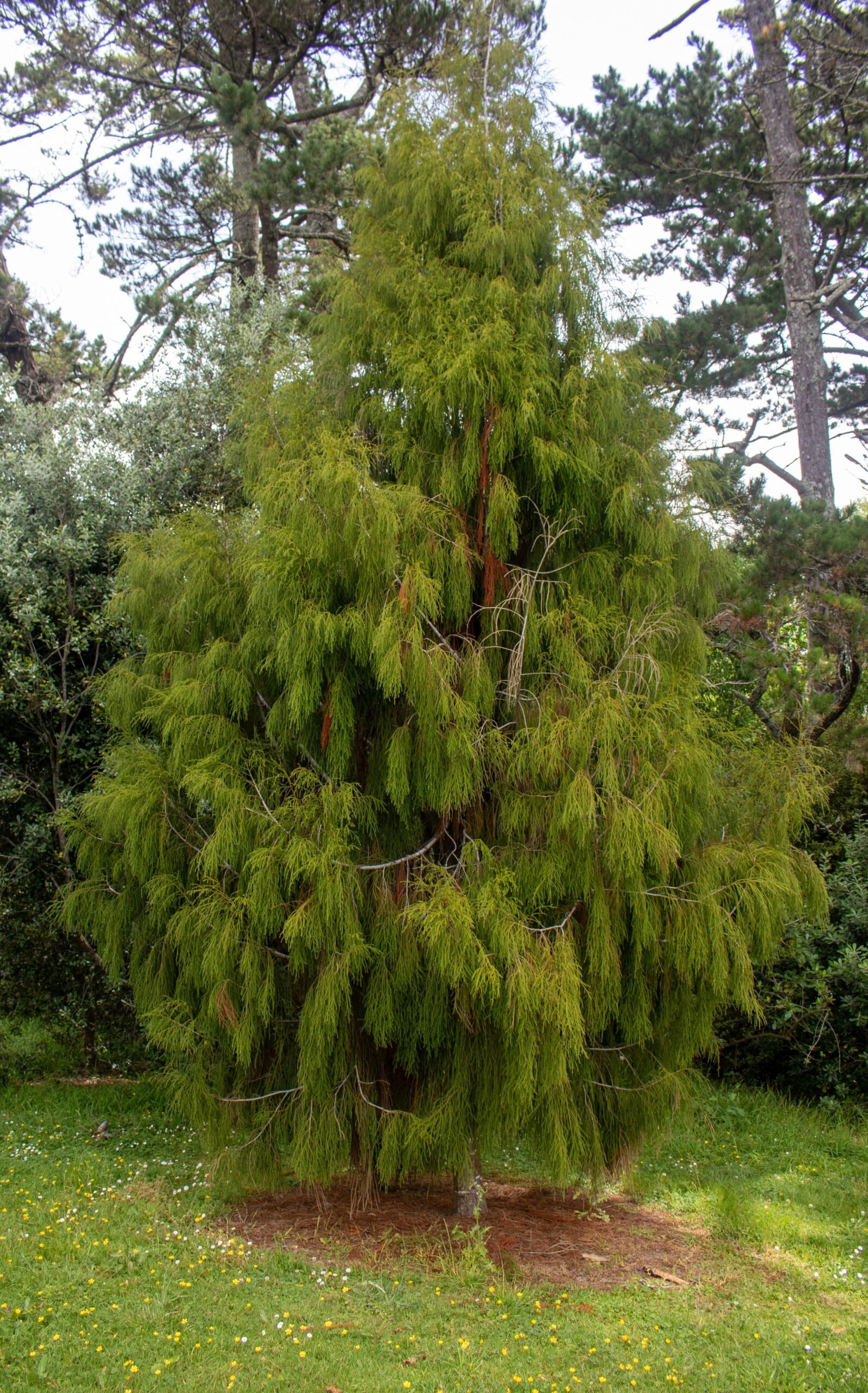 Rimu: The Red Pine Revitalizer (image credits: wikimedia)
