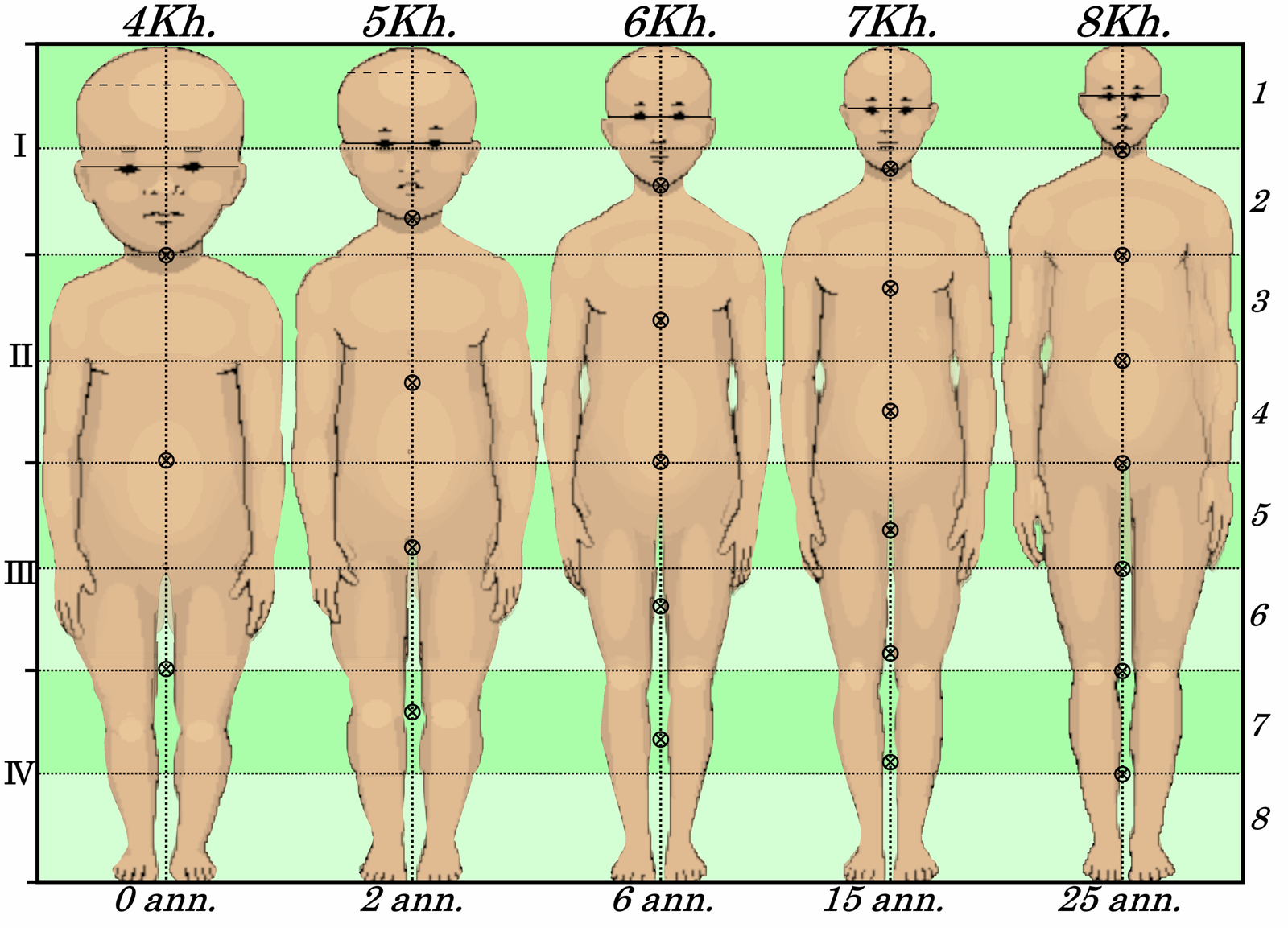 The Role of Age: Why Kids Grow and Seniors Shrink (image credits: wikimedia)