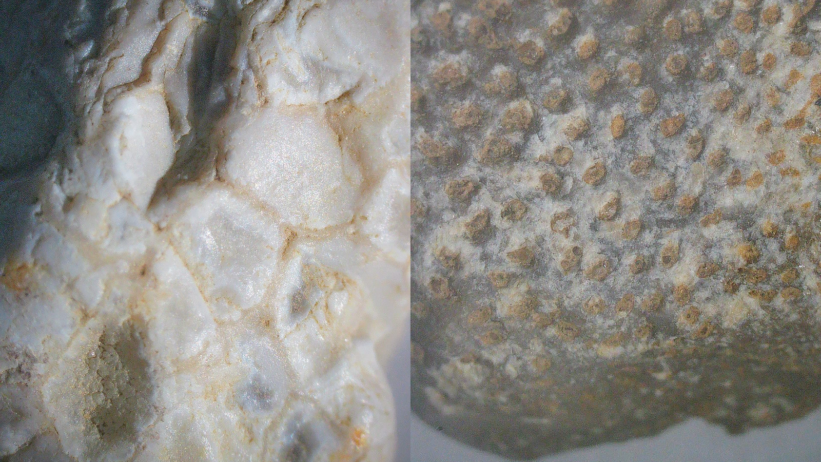 The Fossilized Coral Reefs: Silent Witnesses to Earth’s Past (image credits: wikimedia)