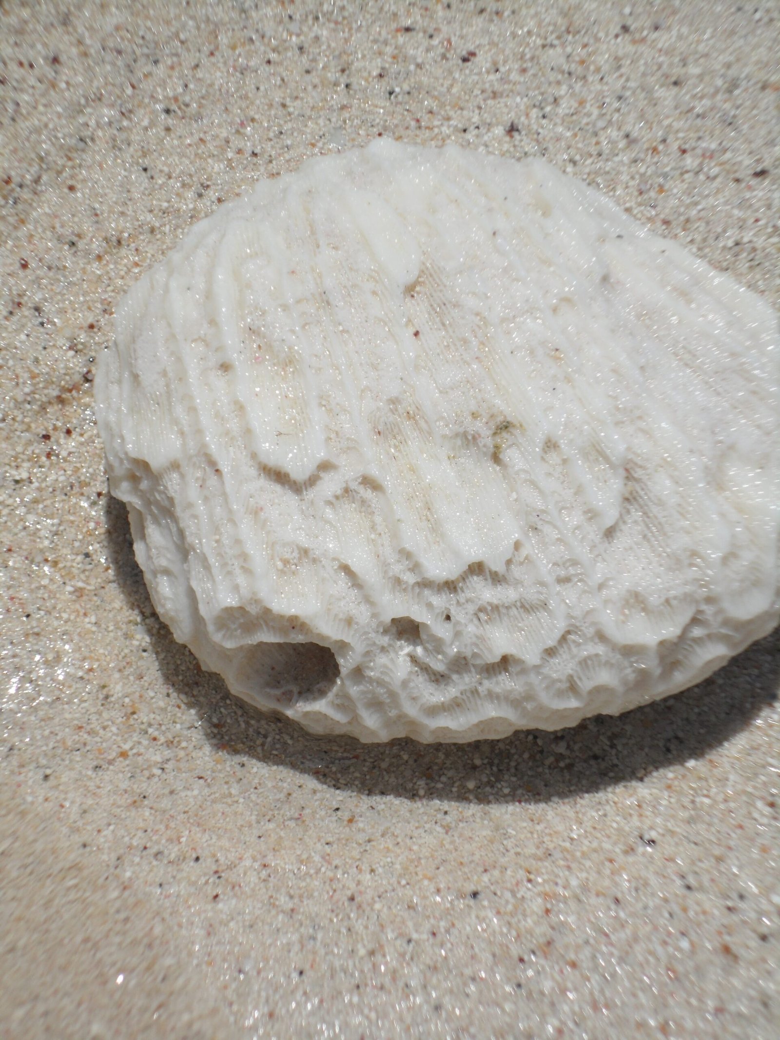 Unraveling the Mysteries of the Aquia Formation (image credits: wikimedia)