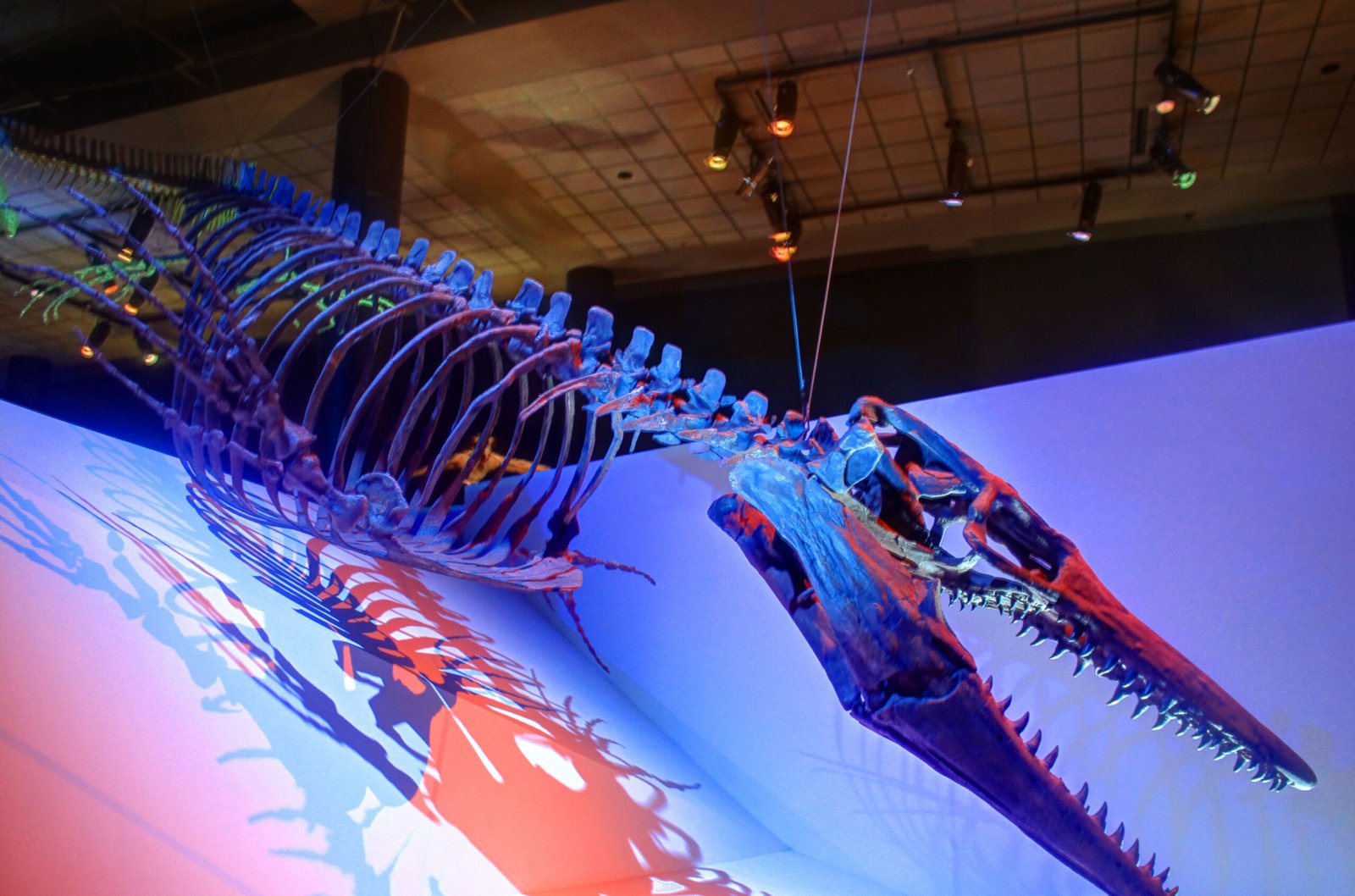 The Strange Creatures That Once Swam Where the Mall Stands (image credits: wikimedia)