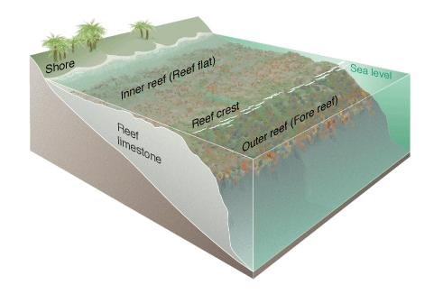 From Coral Reefs to Capital City: A Geological Journey (image credits: wikimedia)