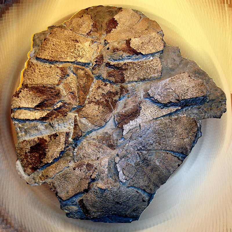Unearthing the Human Connection to Ancient Reefs (image credits: wikimedia)