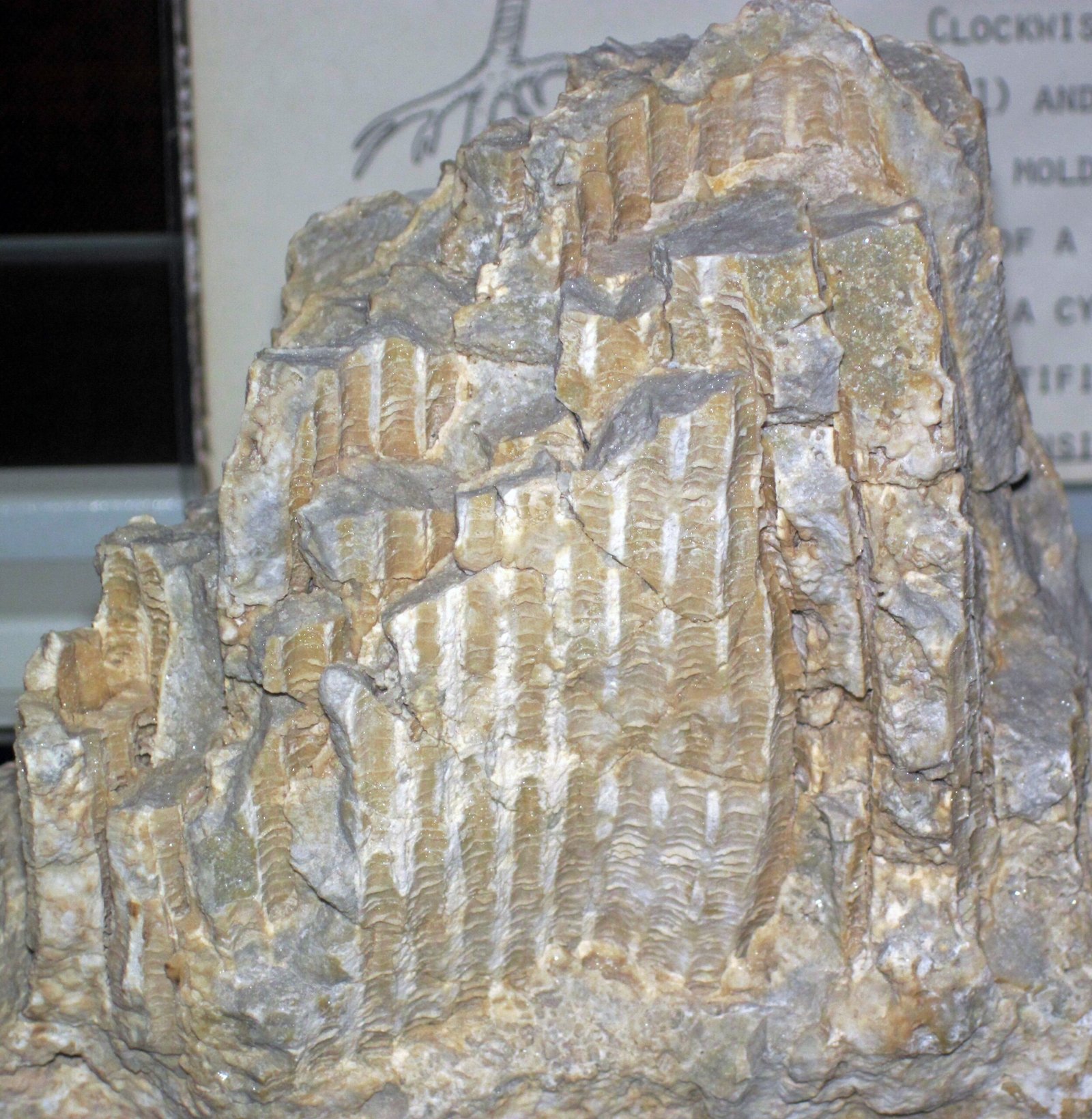 The Enduring Beauty of Fossil Patterns (image credits: wikimedia)