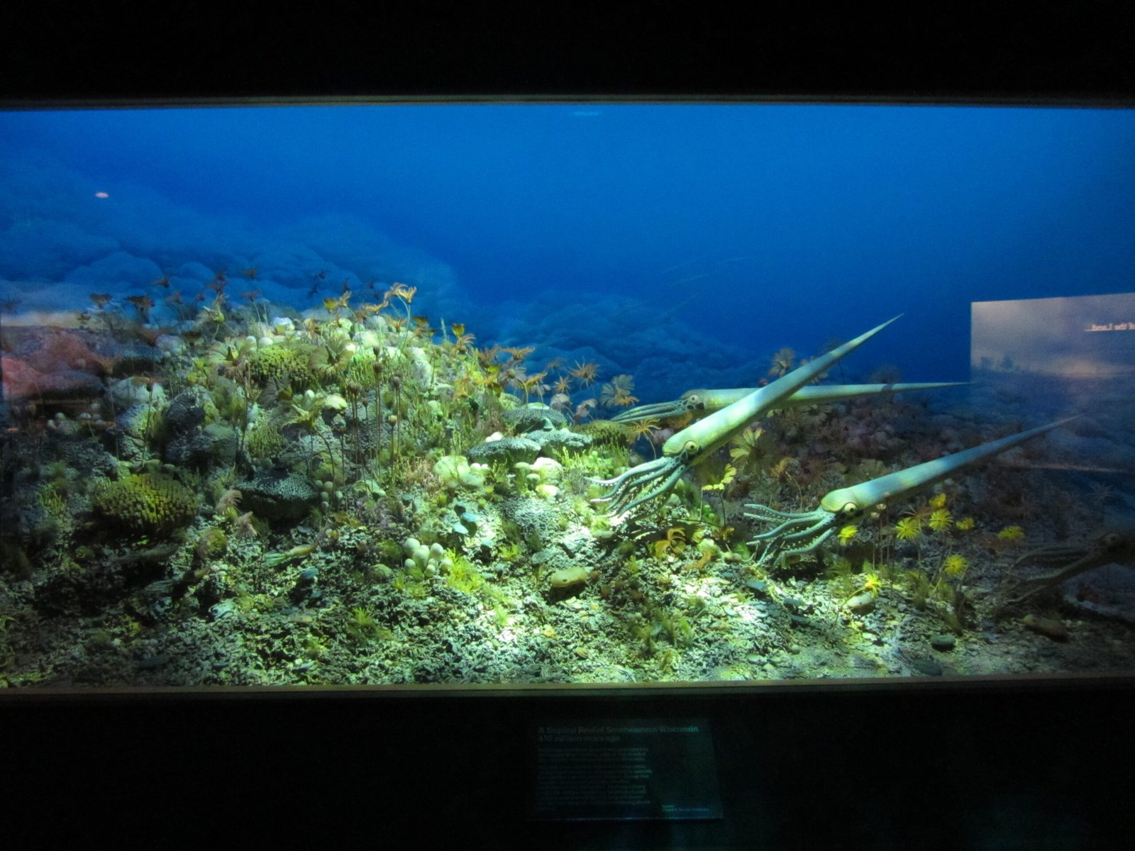 Beneath Washington D.C.: Secrets of Fossilized Coral Reefs and Ancient Tides