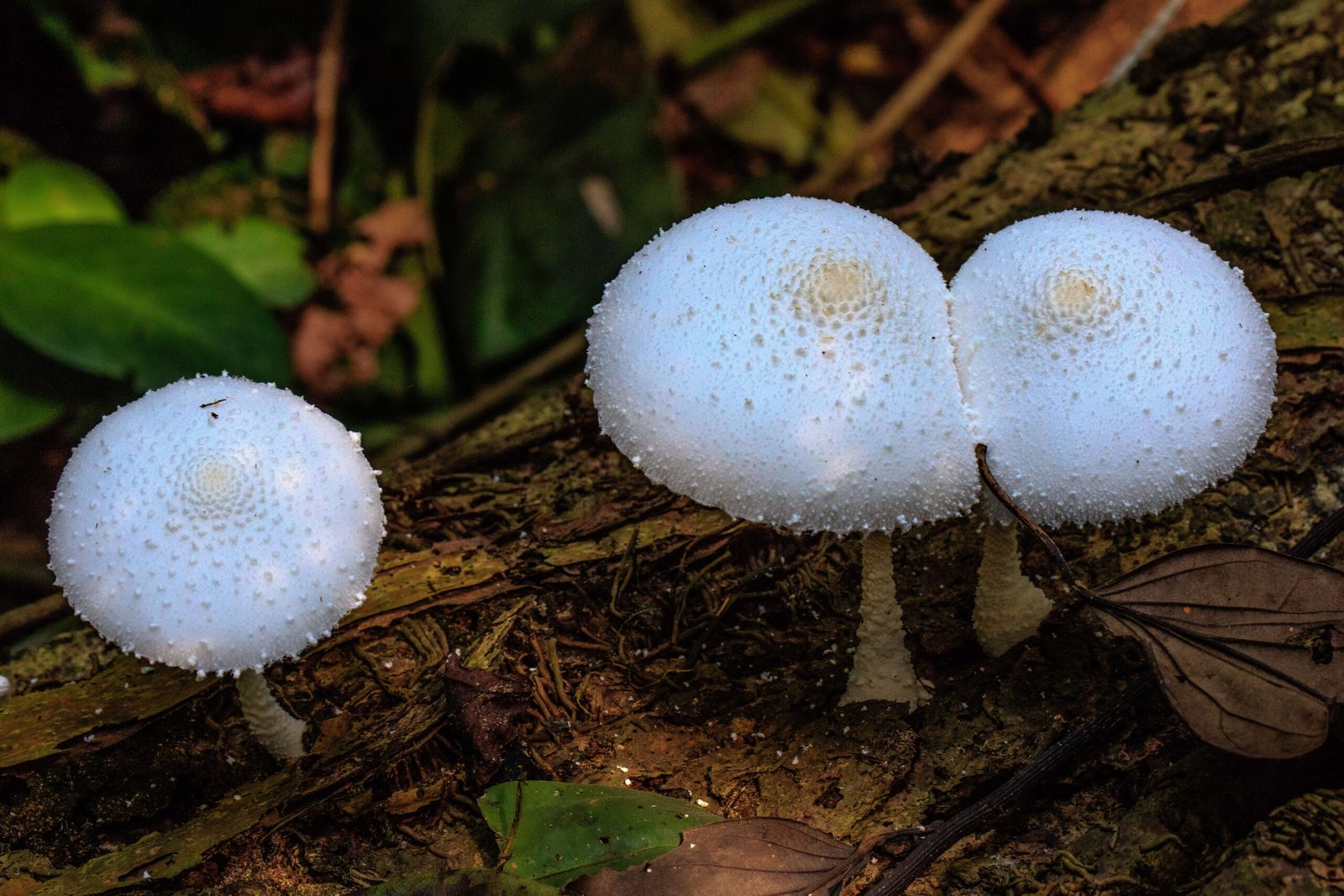 Microbes and Mushrooms: The Unseen Majority (image credits: wikimedia)