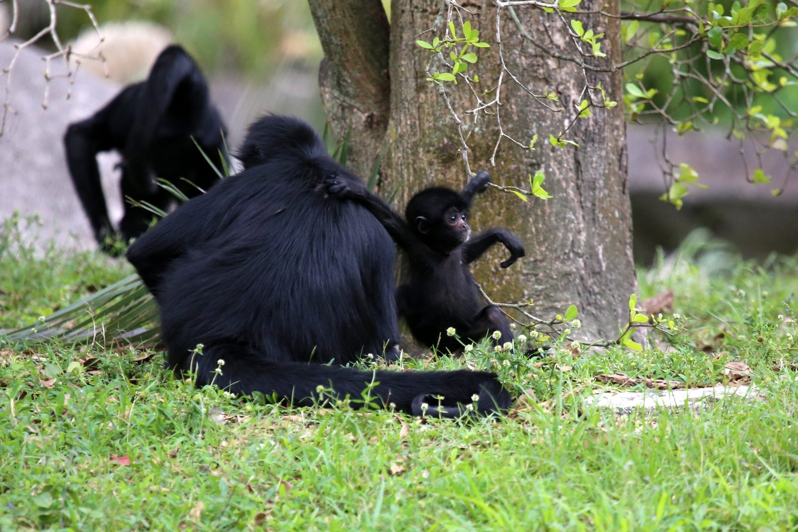 Mammals on the Brink: New and Endangered (image credits: wikimedia)