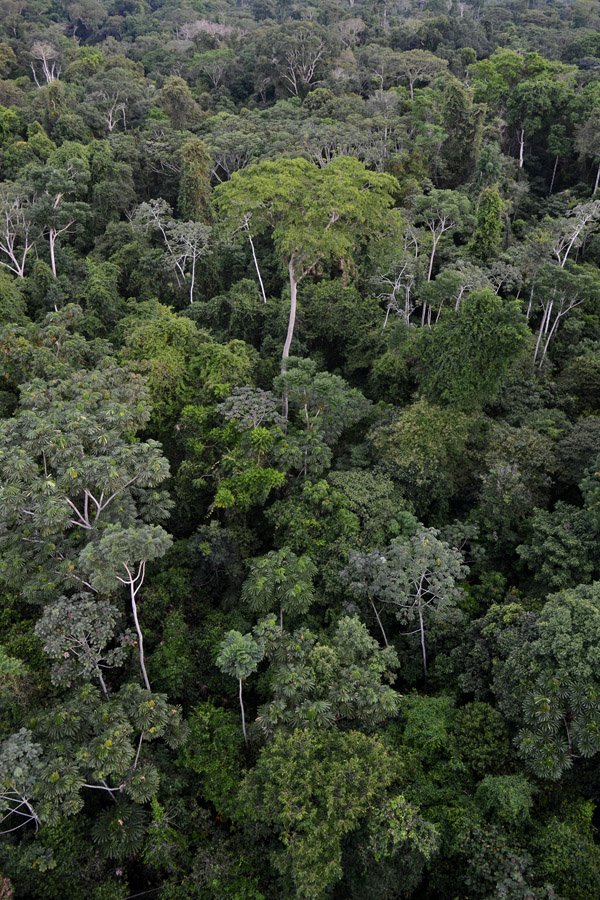 Conservation: Hope Amid the Crisis (image credits: wikimedia)