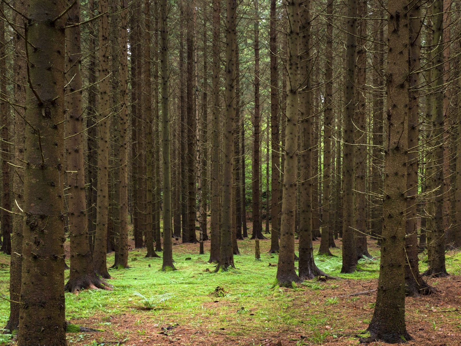 Shifting the Conservation Paradigm (image credits: wikimedia)