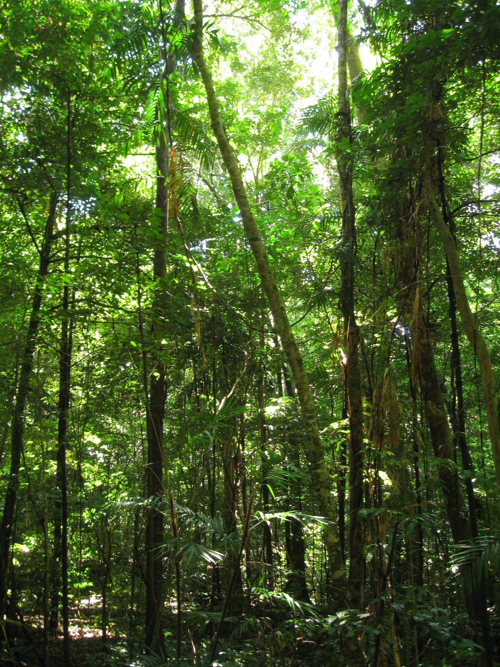 Case Study: The Daintree Rainforest (image credits: wikimedia)