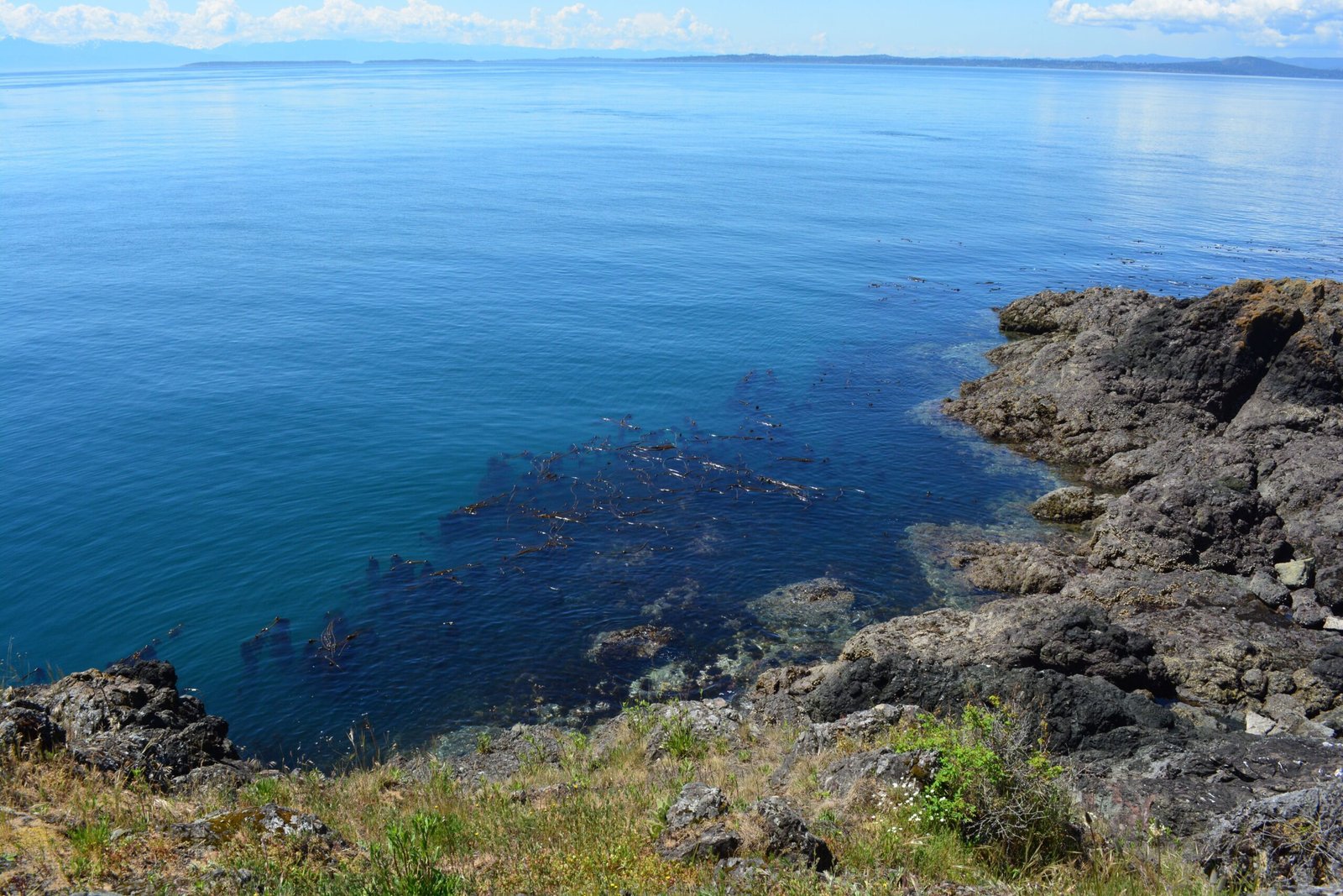 Following the Kelp Highway: A Coastal Migration Route (image credits: wikimedia)