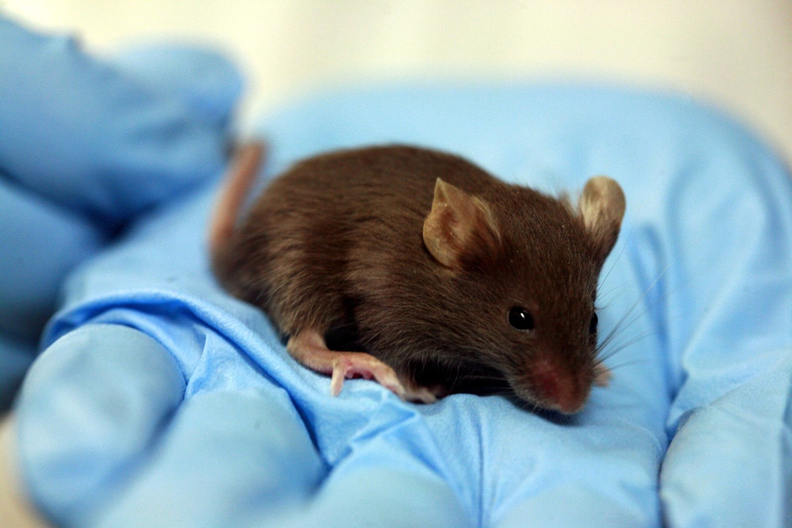 Animal Studies: Lessons from the Lab (image credits: wikimedia)