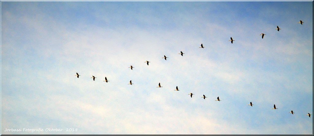 The Role of Young and Inexperienced Birds (image credits: flickr)