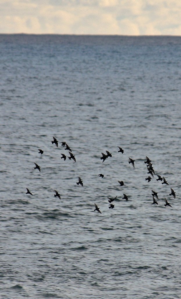 Learning from Nature: Human Applications (image credits: flickr)