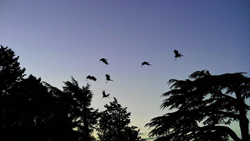 Survival Lessons from Formation Flight (image credits: flickr)