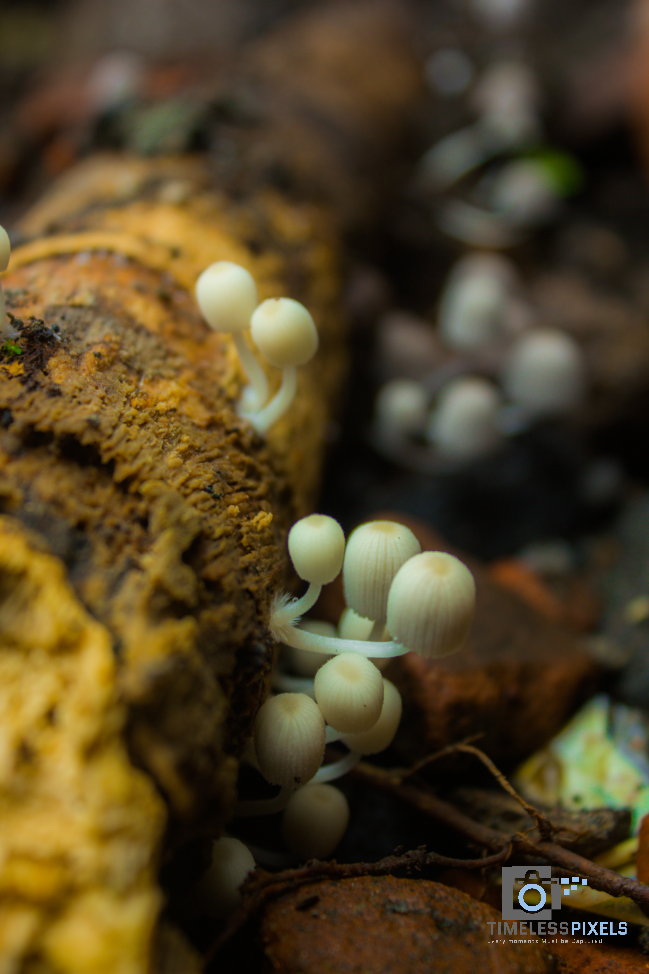 Medicinal Mushrooms: Hidden in Plain Sight (image credits: wikimedia)