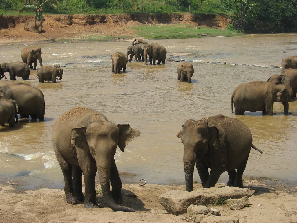 Conservation Myths and Realities (image credits: flickr)