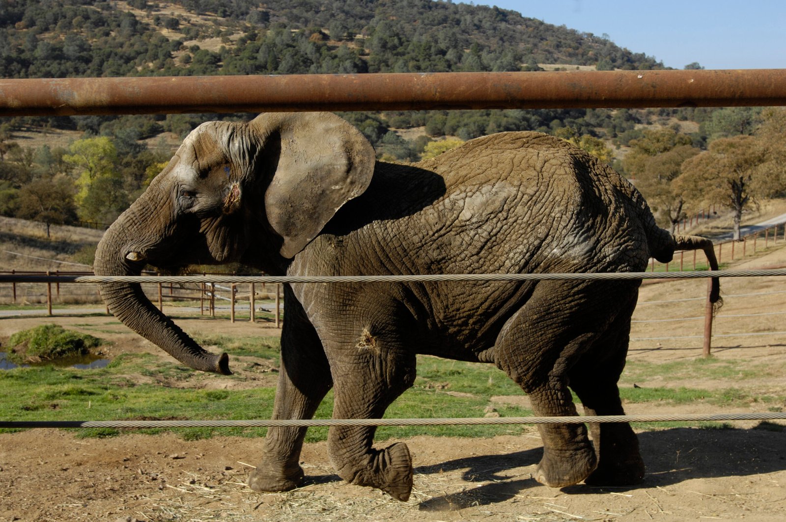 Health Issues Facing Captive Elephants (image credits: wikimedia)