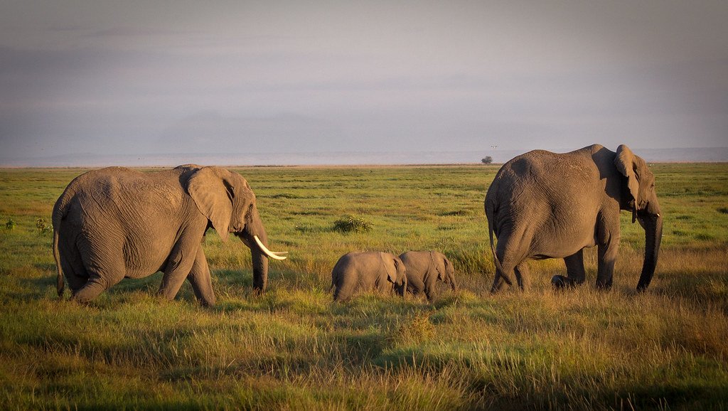 Reflecting on Our Connection with Elephants (image credits: flickr)
