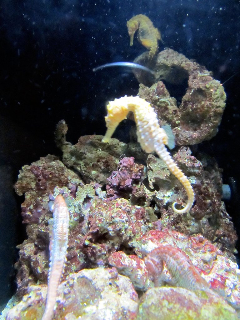 The Seahorse: The Only Fish Where Males Give Birth (image credits: flickr)