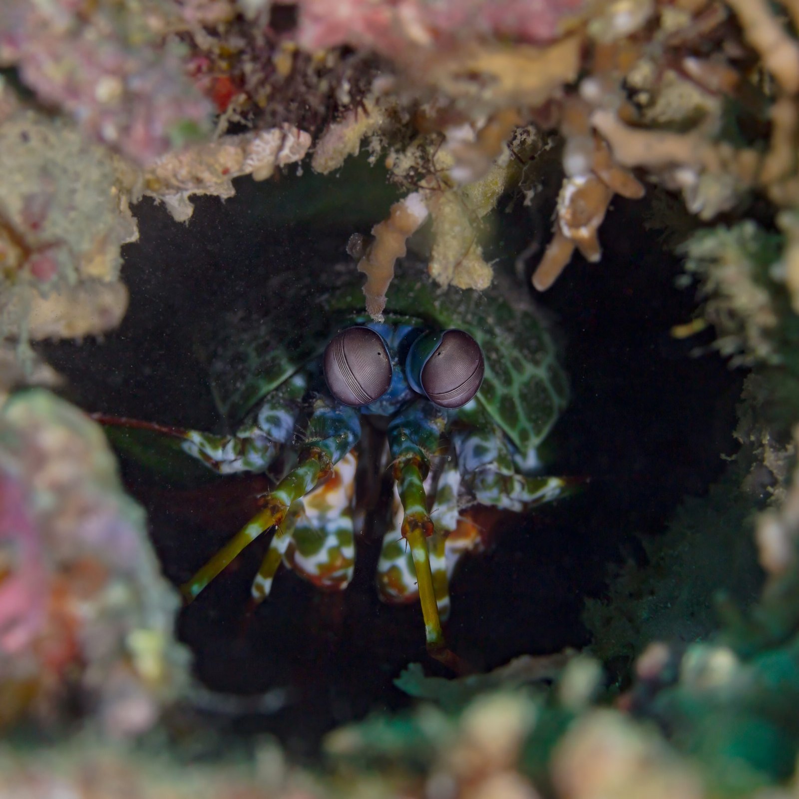 Mantis Shrimp: The Boxers With Sonic Boom Punches (image credits: wikimedia)