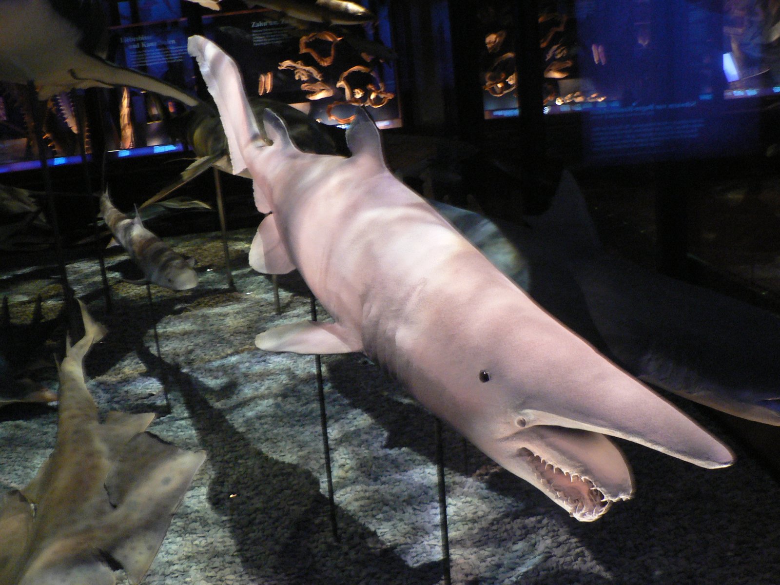 Goblin Shark: Living Fossils With Spring-Loaded Jaws (image credits: wikimedia)