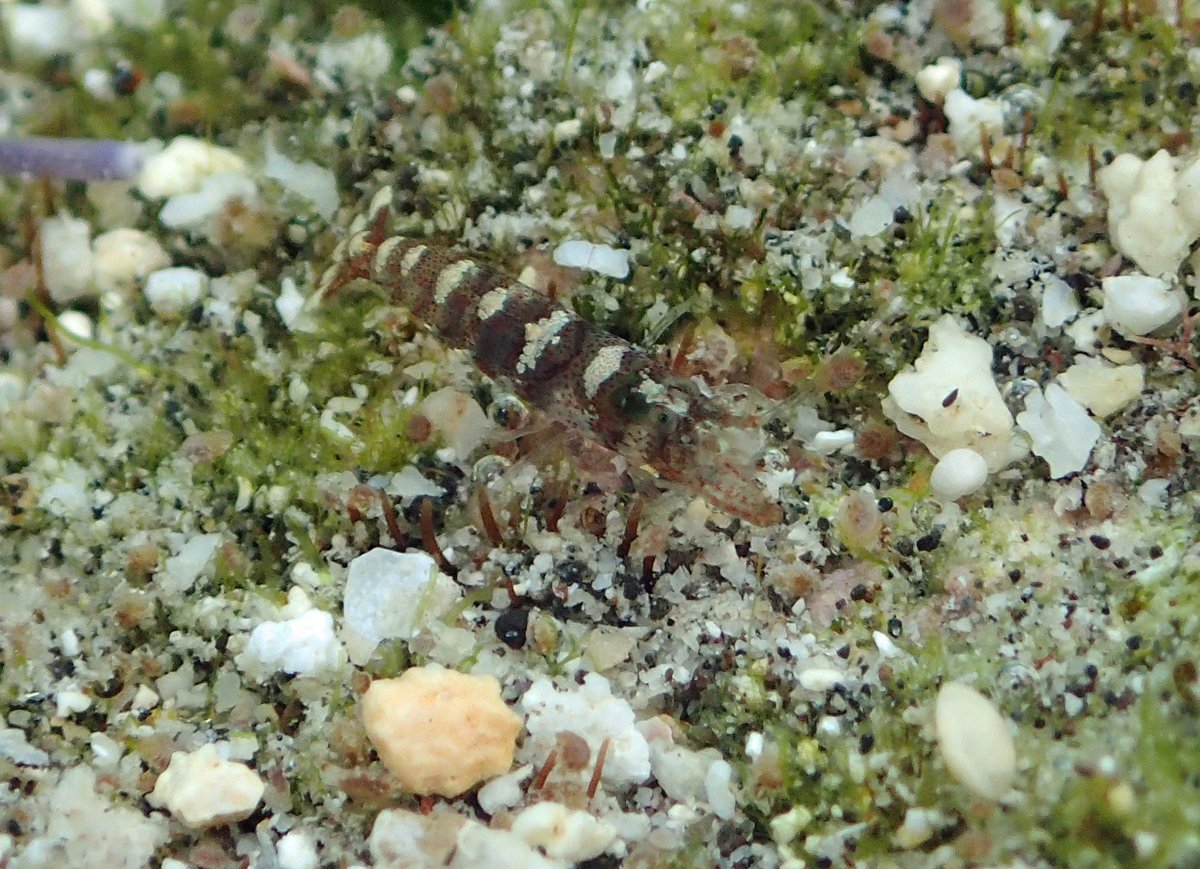 Pistol Shrimp: Tiny Gunslingers of the Seafloor (image credits: wikimedia)