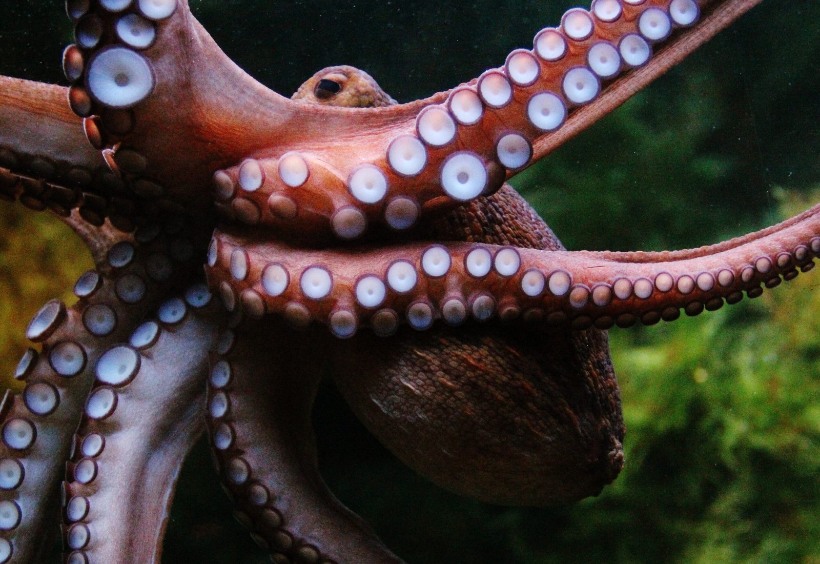 Octopus: The Escape Artists With Alien Intelligence (image credits: wikimedia)