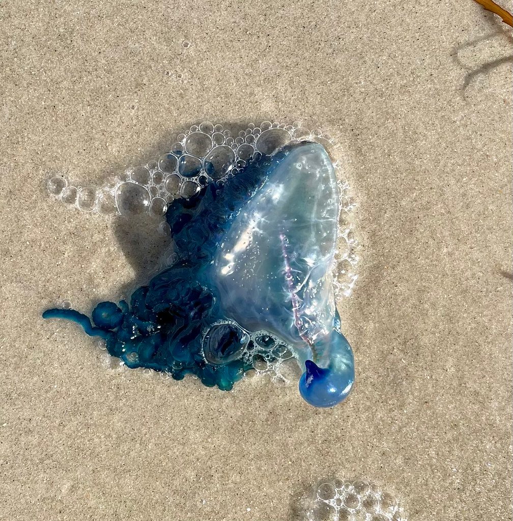 Portuguese Man o’ War: The Floating Army (image credits: flickr)