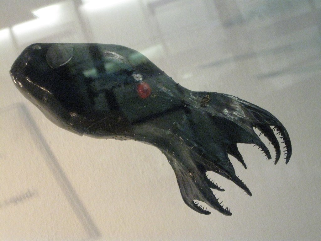 Vampire Squid: The Deep’s Mysterious Phantom (image credits: flickr)